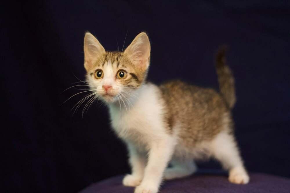 Enlarge Waves, a Adopted mixed breed in catonsville , MD image 3/3