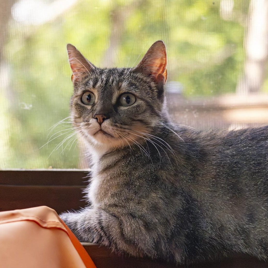 Enlarge Keke Palmer, a Adopted Domestic Short Hair in Lone rock, WI image 3/5