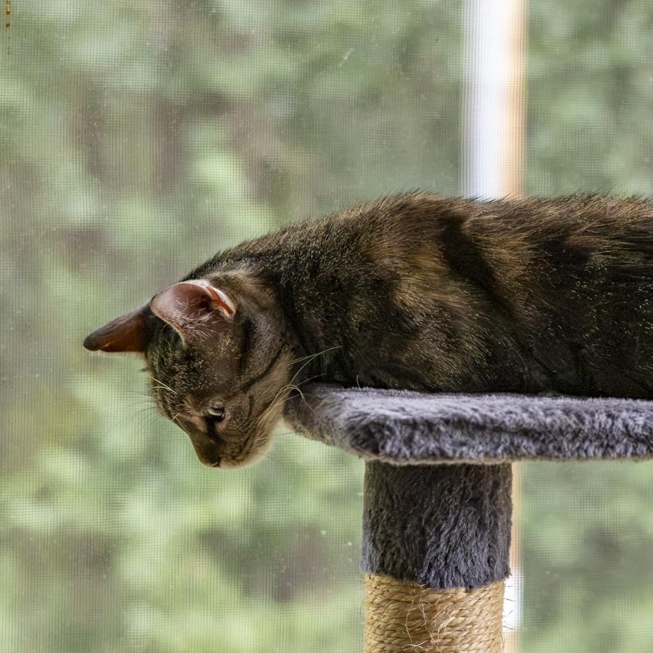 Enlarge Keke Palmer, a Adopted Domestic Short Hair in Lone rock, WI image 5/5