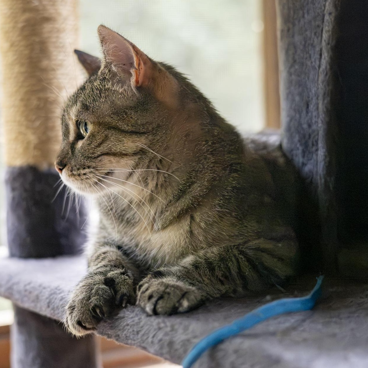 Enlarge Keke Palmer, a Adopted Domestic Short Hair in Lone rock, WI image 4/5