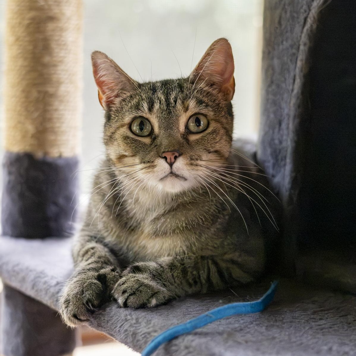 Keke Palmer, Adopted, Adult Female Domestic Short Hair.