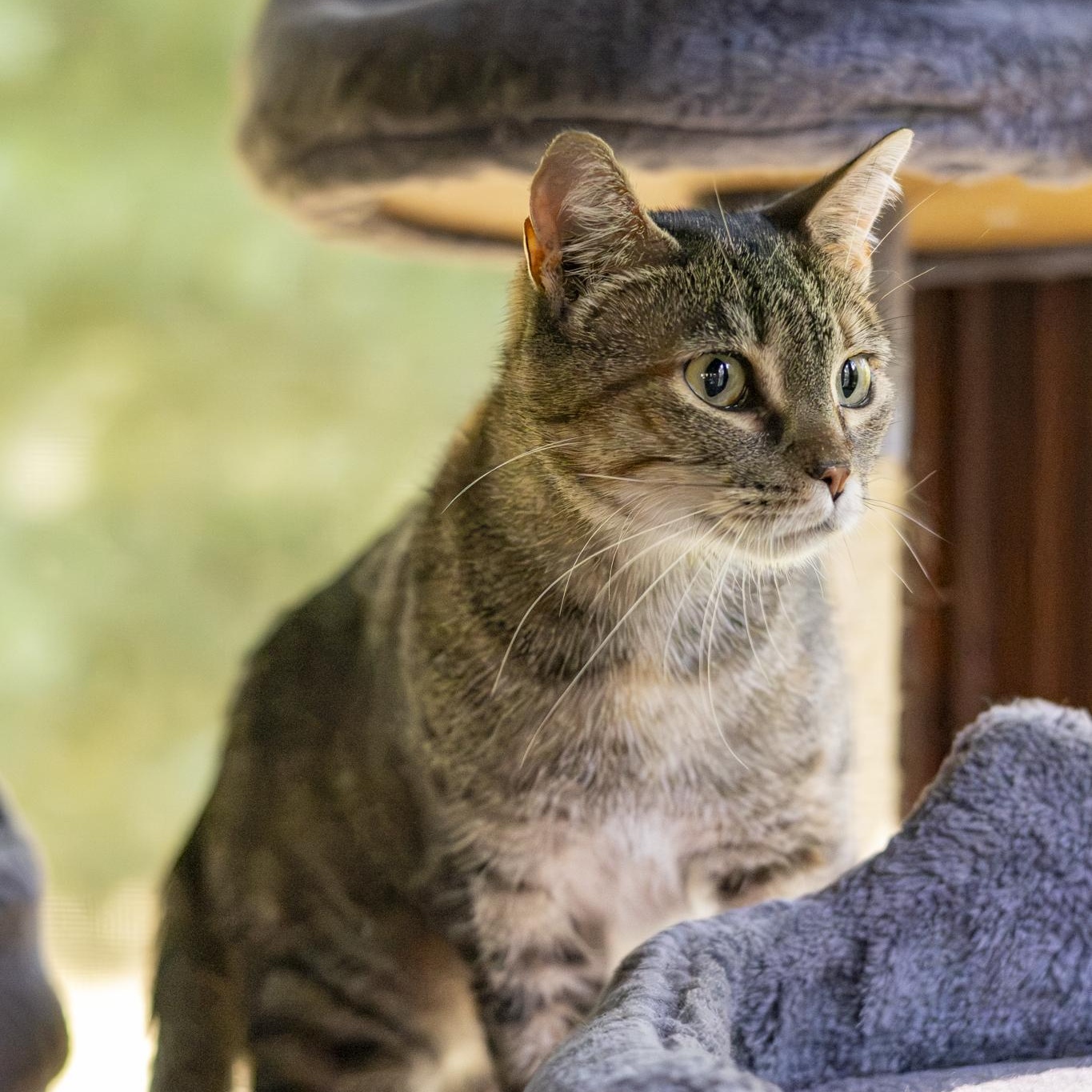Enlarge Keke Palmer, a Adopted Domestic Short Hair in Lone rock, WI image 2/5