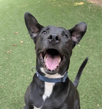Enlarge Freddy, a Adoptable mixed breed in Sultan, WA image 1/3