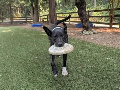 Enlarge Freddy, a Adoptable mixed breed in Sultan, WA image 2/3