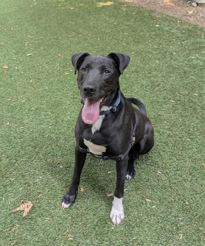 Enlarge Freddy, a Adoptable mixed breed in Sultan, WA image 3/3
