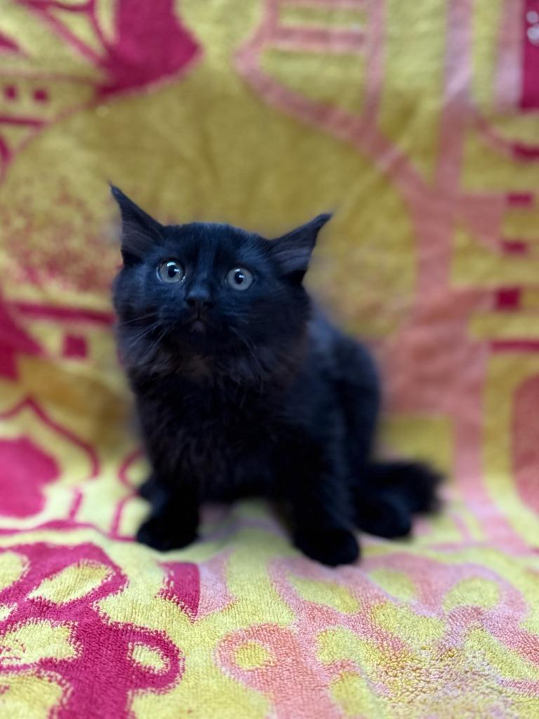 Juliette, Adoptable, Kitten Female Domestic Long Hair.