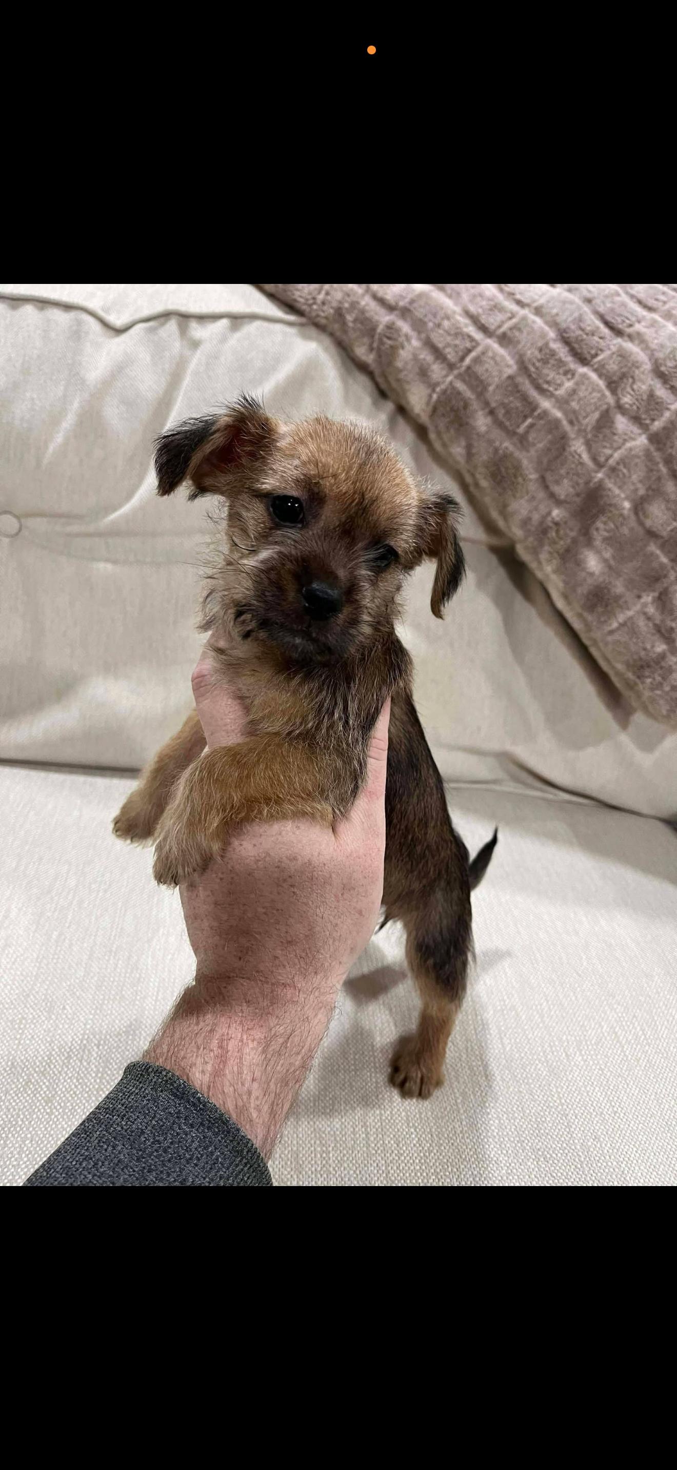 Sprout, Adopted, Young Male Yorkshire Terrier & Dachshund.