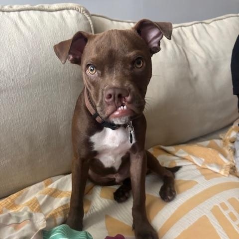 PJ, Adopted, Puppy Male American Bully.