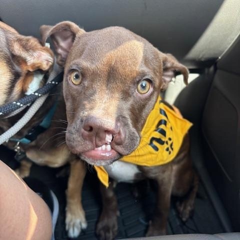 PJ, a Adopted mixed breed in DELRAY BEACH, FL image 2/4