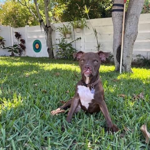 PJ, a Adopted mixed breed in DELRAY BEACH, FL image 4/4