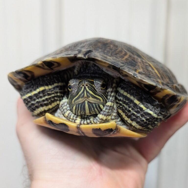 Tommy, Adoptable, Adult Female Red-Eared Slider.