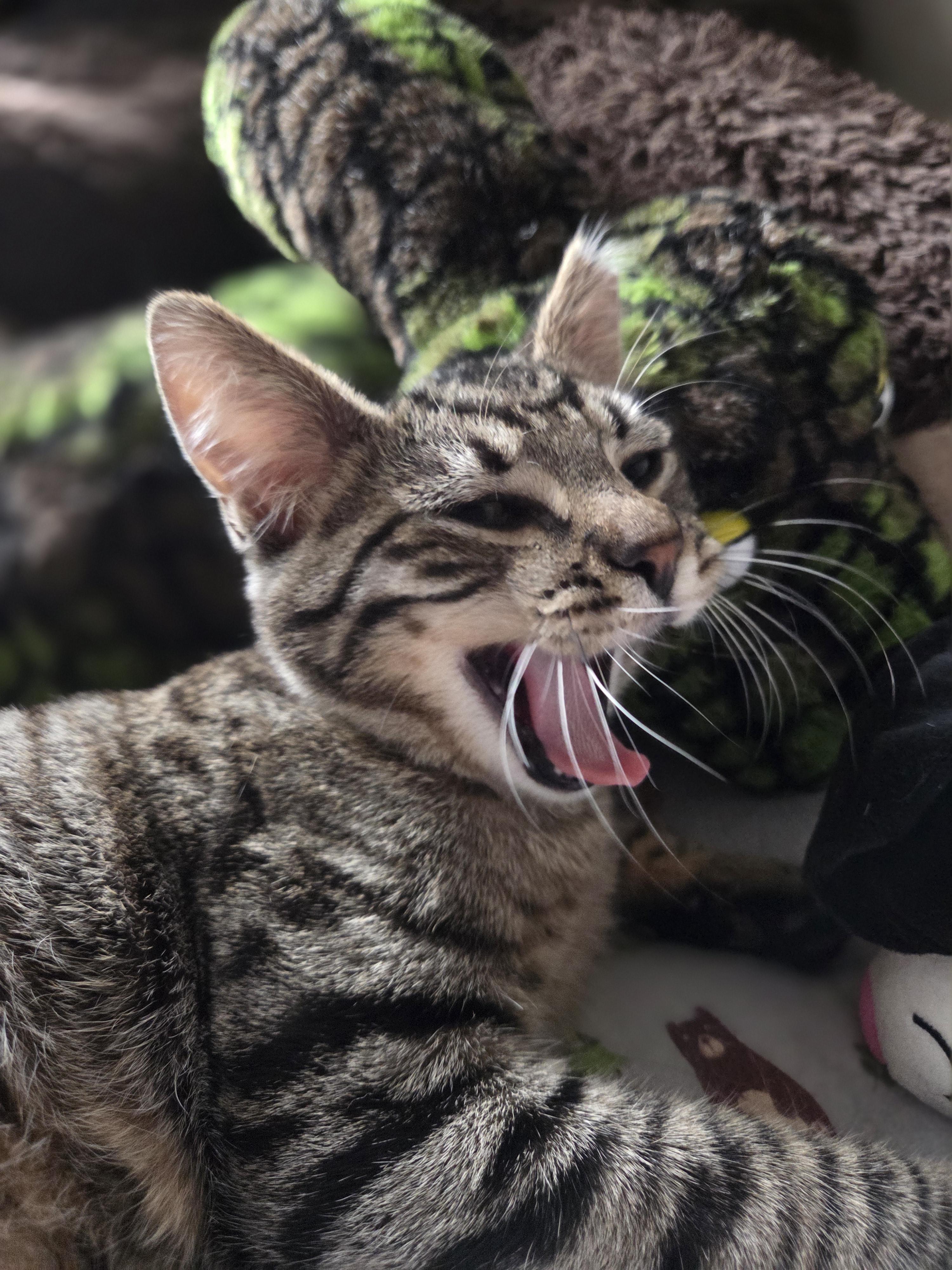 Big Tex, Adoptable, Kitten Male Domestic Short Hair.