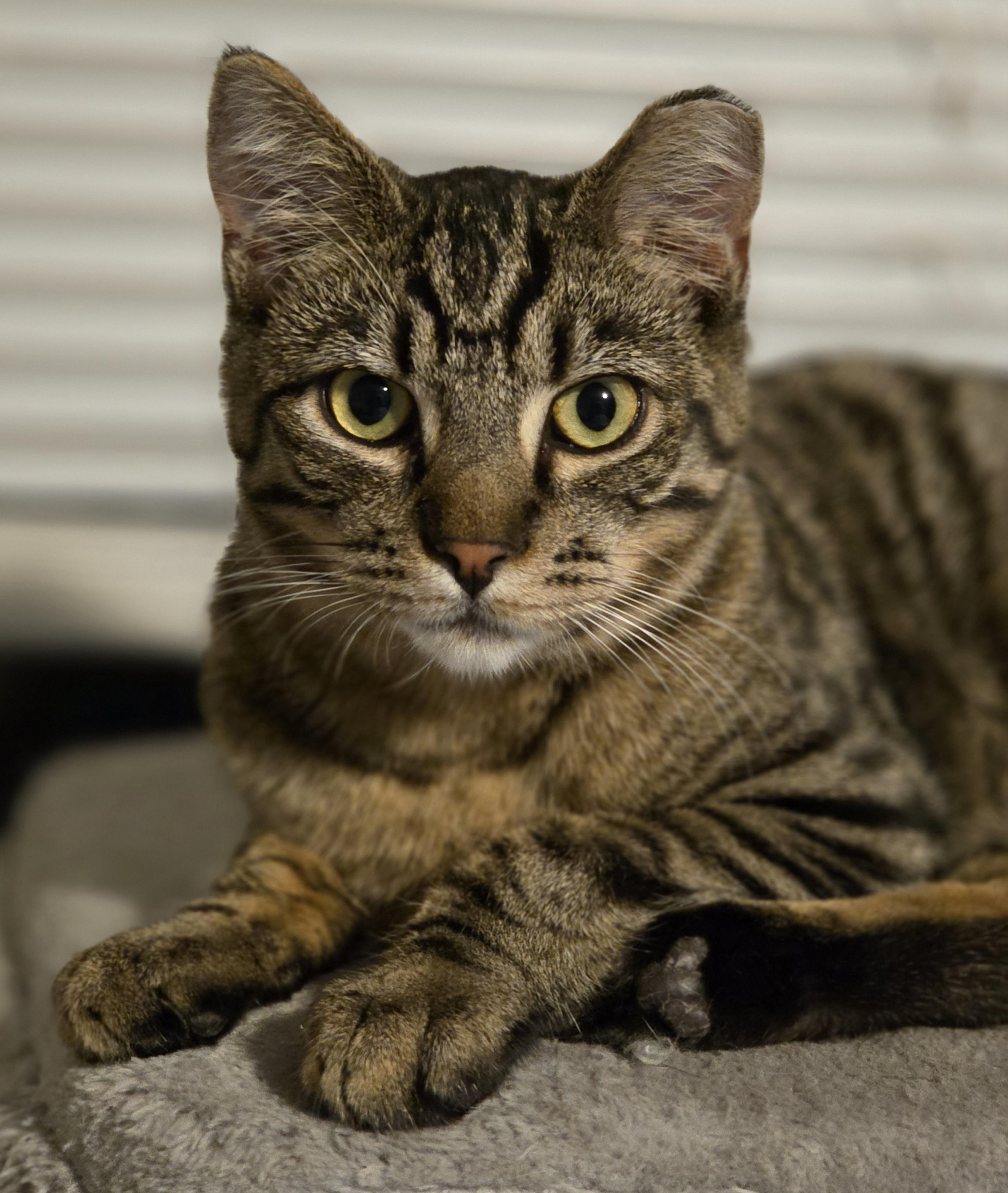 Big Tex, a Adoptable Domestic Short Hair in Seattle, WA image 1/5