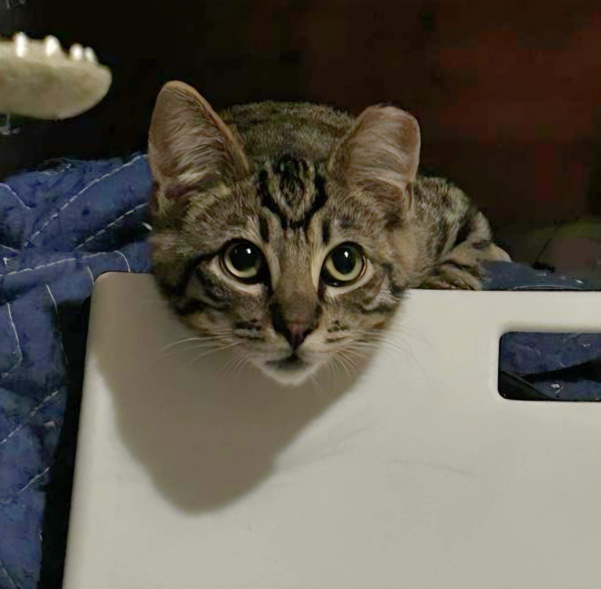 Big Tex, a Adoptable Domestic Short Hair in Seattle, WA image 4/5