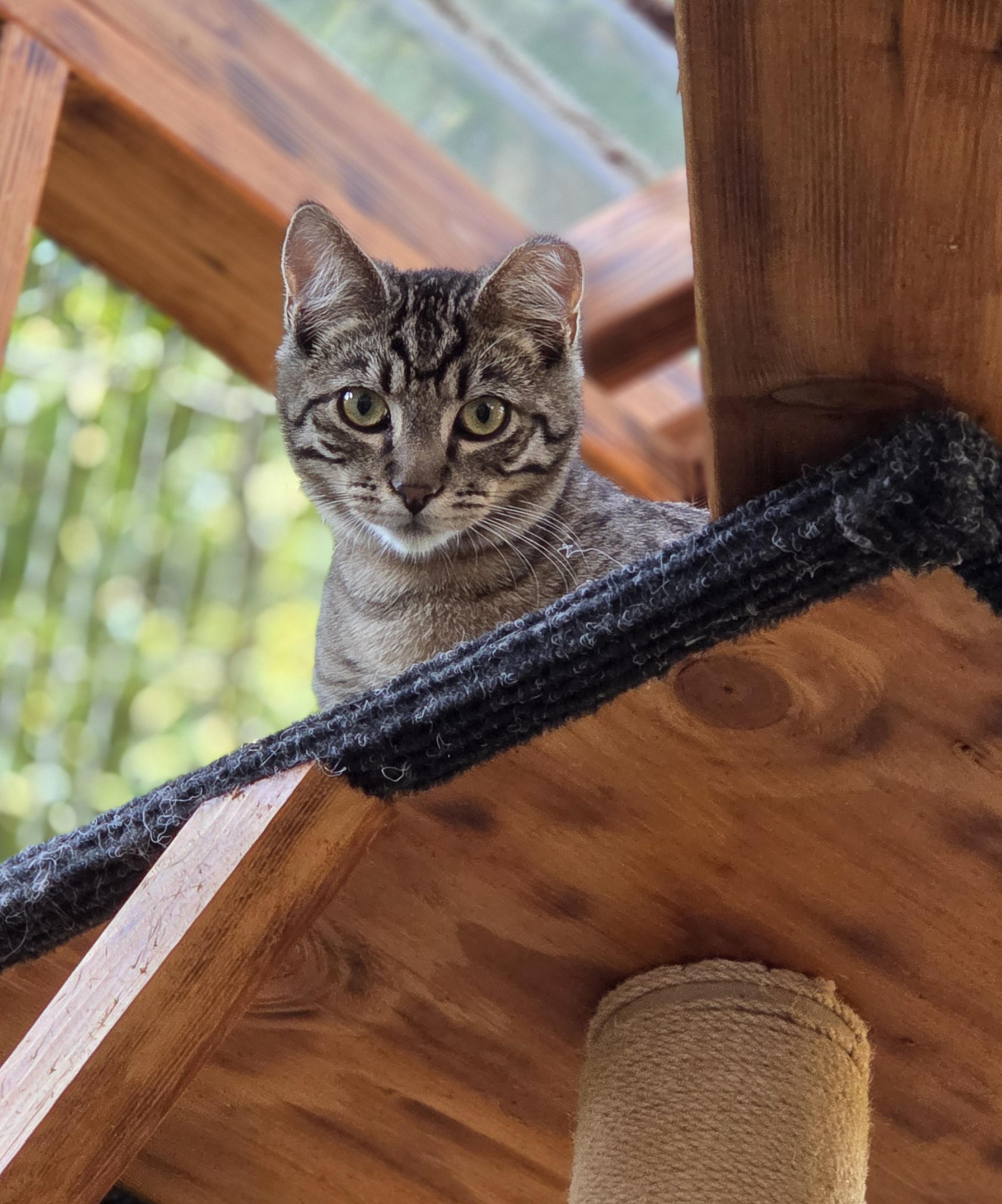 Big Tex, a Adoptable Domestic Short Hair in Seattle, WA image 3/5