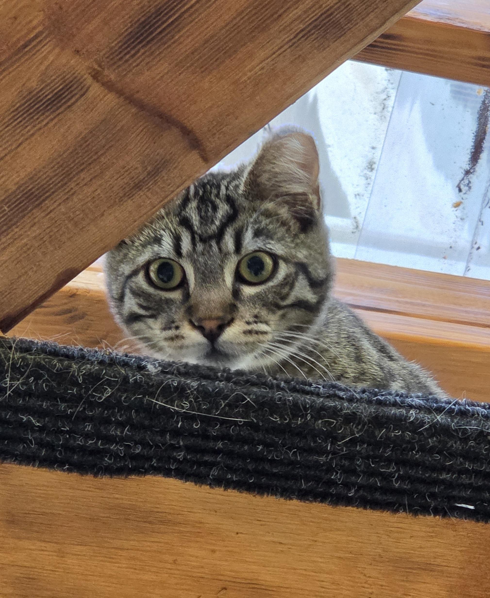 Big Tex, a Adoptable Domestic Short Hair in Seattle, WA image 5/5