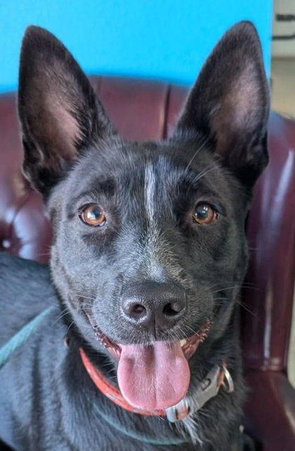 Enlarge Lenore, a Adoptable mixed breed in La Harpe, KS image 2/3