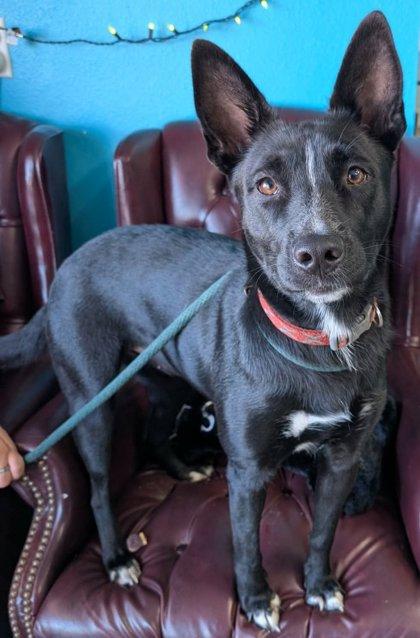 Enlarge Lenore, a Adoptable mixed breed in La Harpe, KS image 3/3