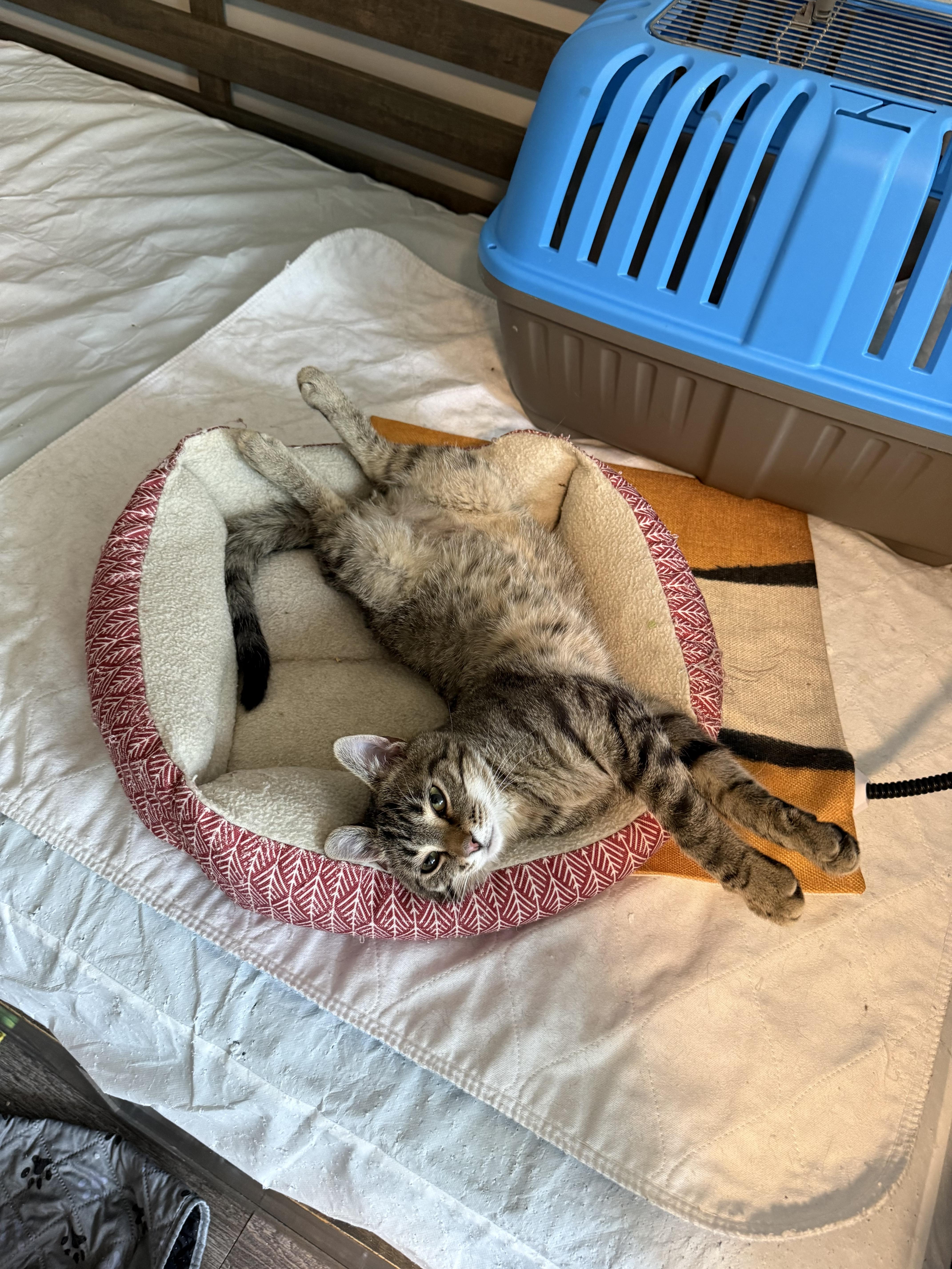 Oakley, a ADOPTABLE Tabby in Johnson City, TN image 4/6