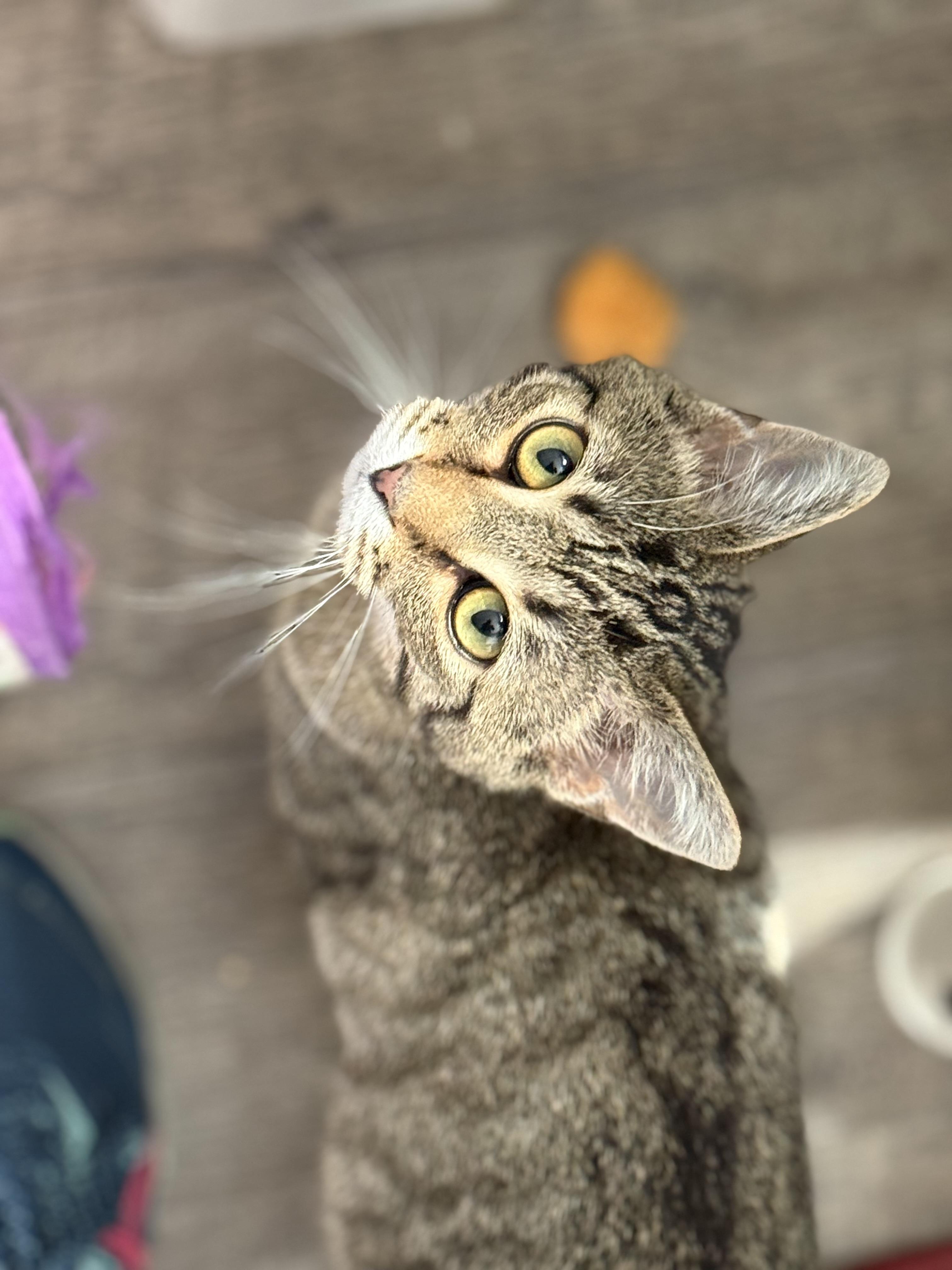 Oakley, a ADOPTABLE Tabby in Johnson City, TN image 2/6