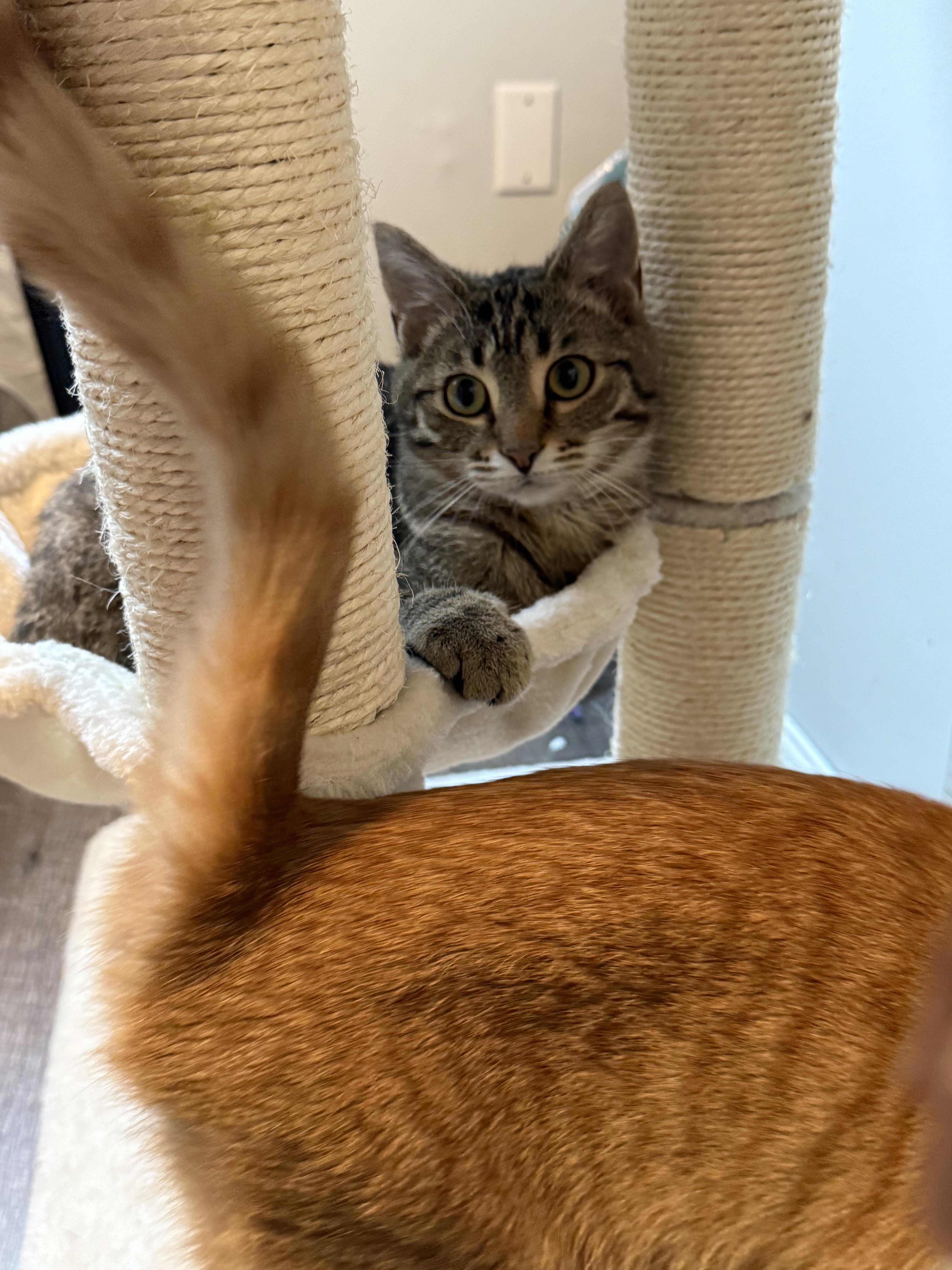 Oakley, a ADOPTABLE Tabby in Johnson City, TN image 6/6