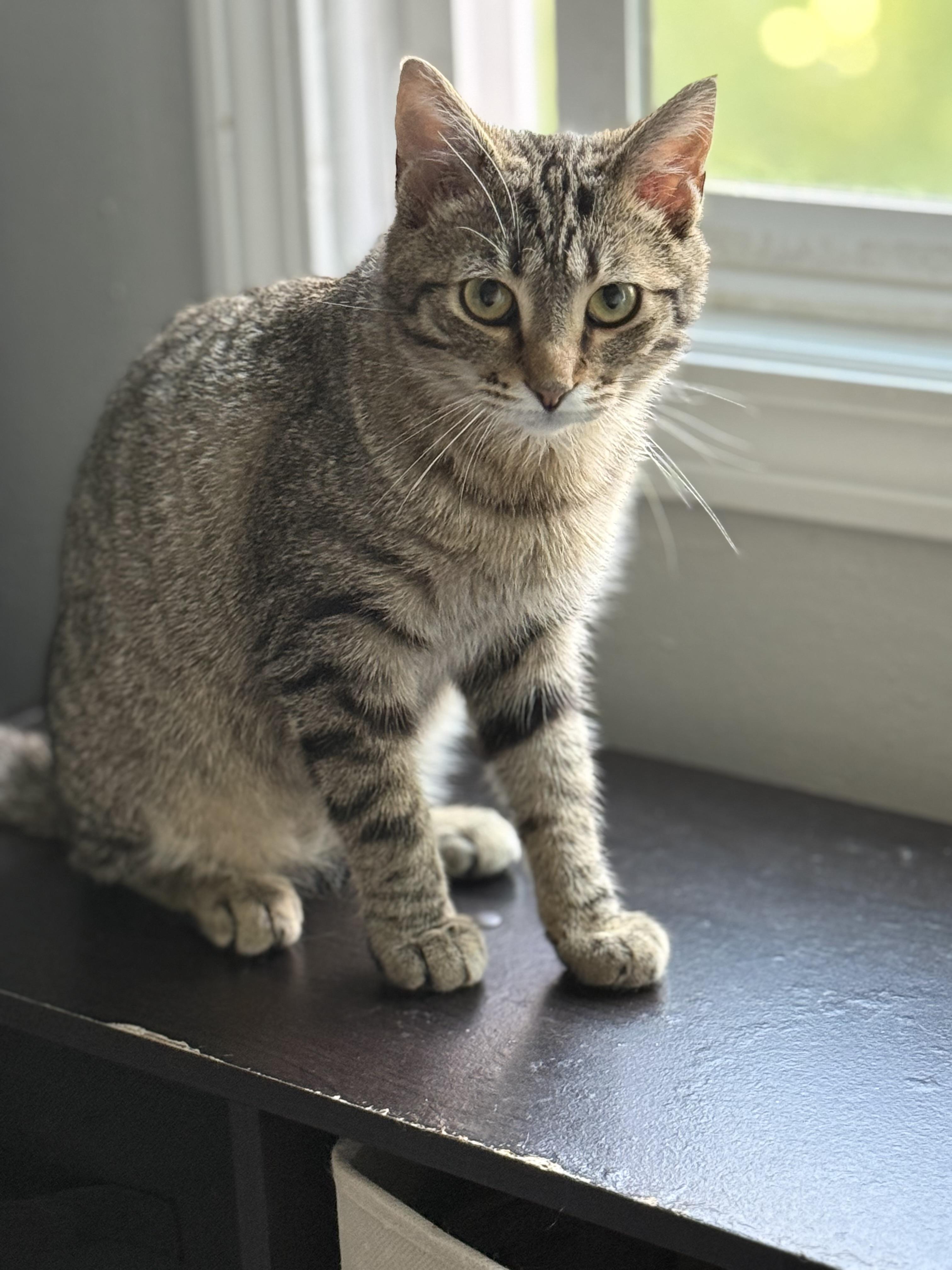 Oakley, a ADOPTABLE Tabby in Johnson City, TN image 5/6