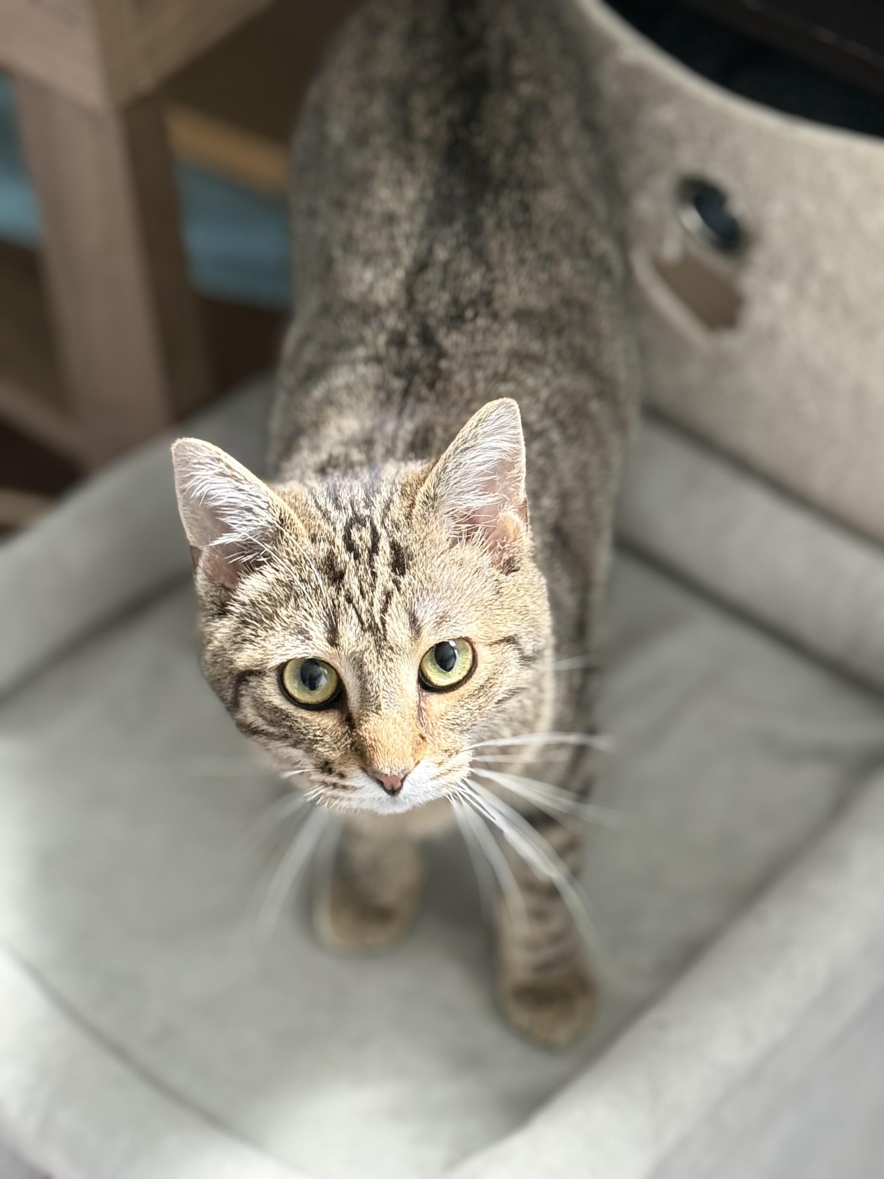 Oakley, ADOPTABLE, Kitten Male Tabby.