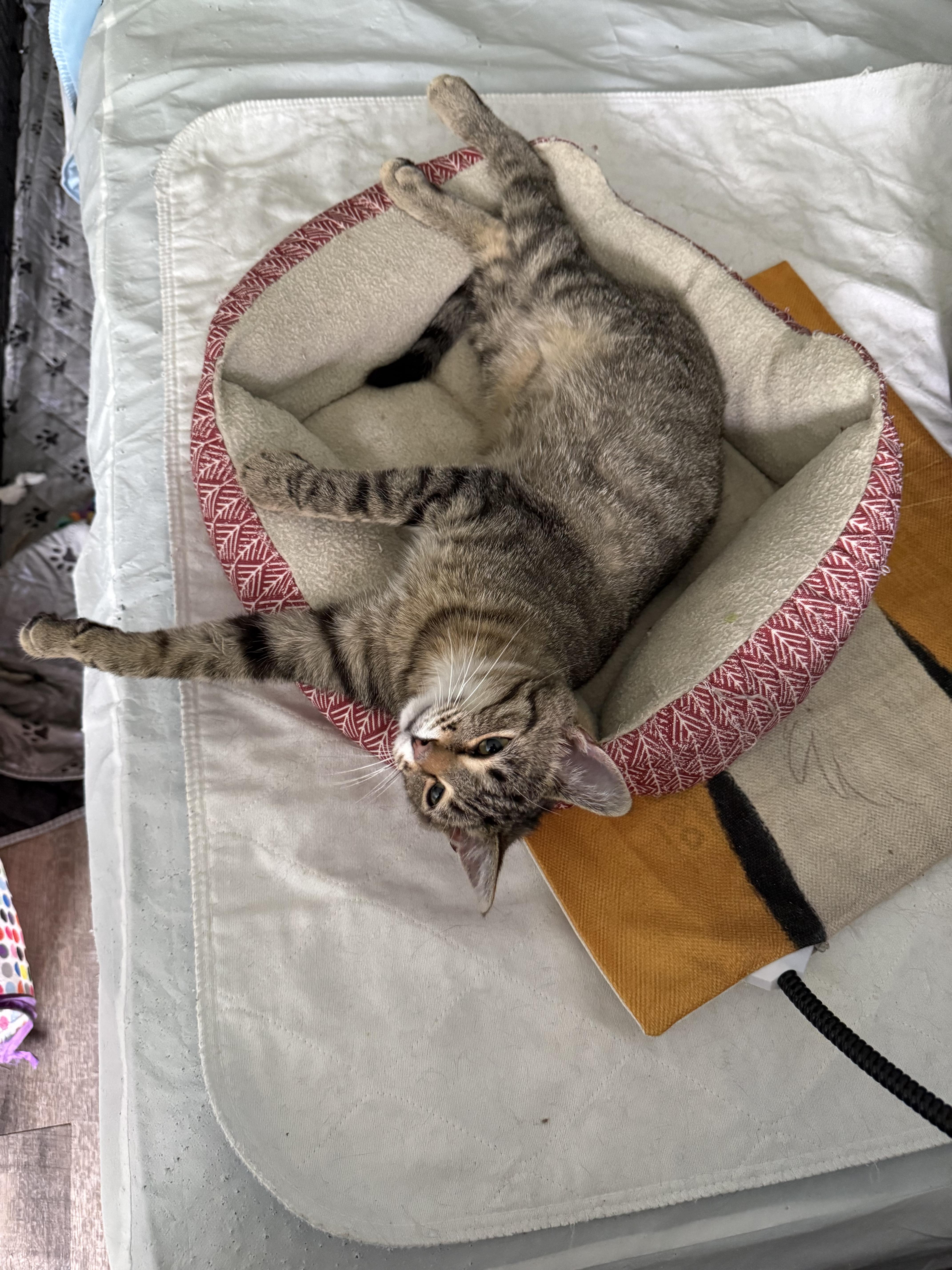 Oakley, a ADOPTABLE Tabby in Johnson City, TN image 3/6