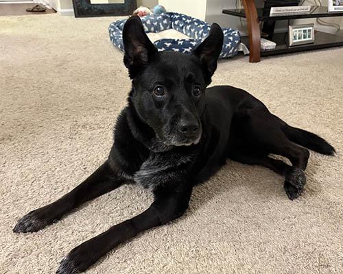 Charlie, a Adoptable mixed breed in Lake Wylie, SC image 2/6