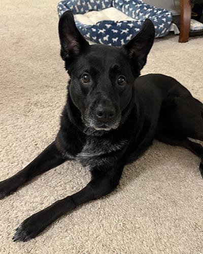 Charlie, a Adoptable mixed breed in Lake Wylie, SC image 4/6