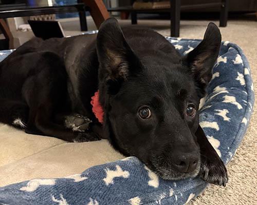 Charlie, a Adoptable mixed breed in Lake Wylie, SC image 5/6