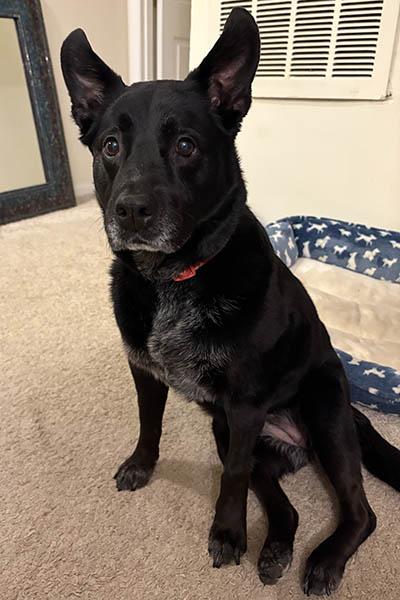 Charlie, Senior Female Australian Cattle Dog / Blue Heeler