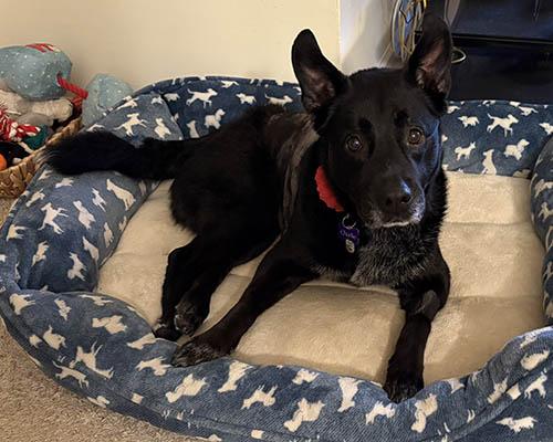 Charlie, a Adoptable mixed breed in Lake Wylie, SC image 3/6
