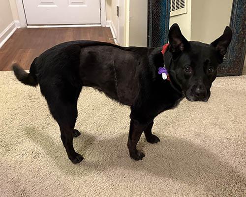 Charlie, a Adoptable mixed breed in Lake Wylie, SC image 6/6