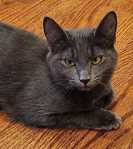 Enlarge Gilly, a Adoptable Domestic Short Hair in Lancaster, VA image 1/1