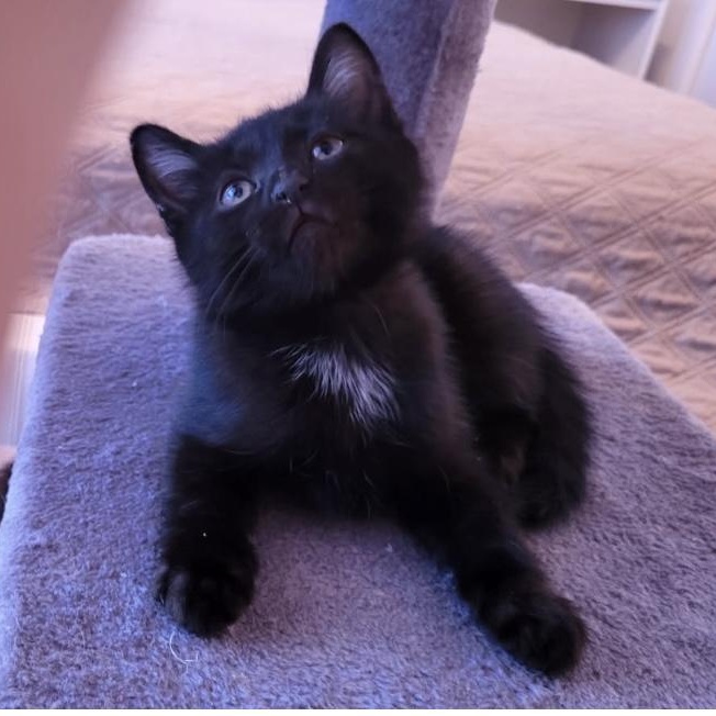 Pinceau, an adopted Domestic Short Hair in Montreal, QC image 1/3