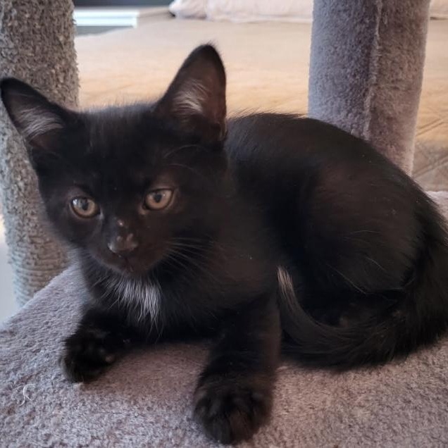 Pinceau, an adopted Domestic Short Hair in Montreal, QC image 3/3