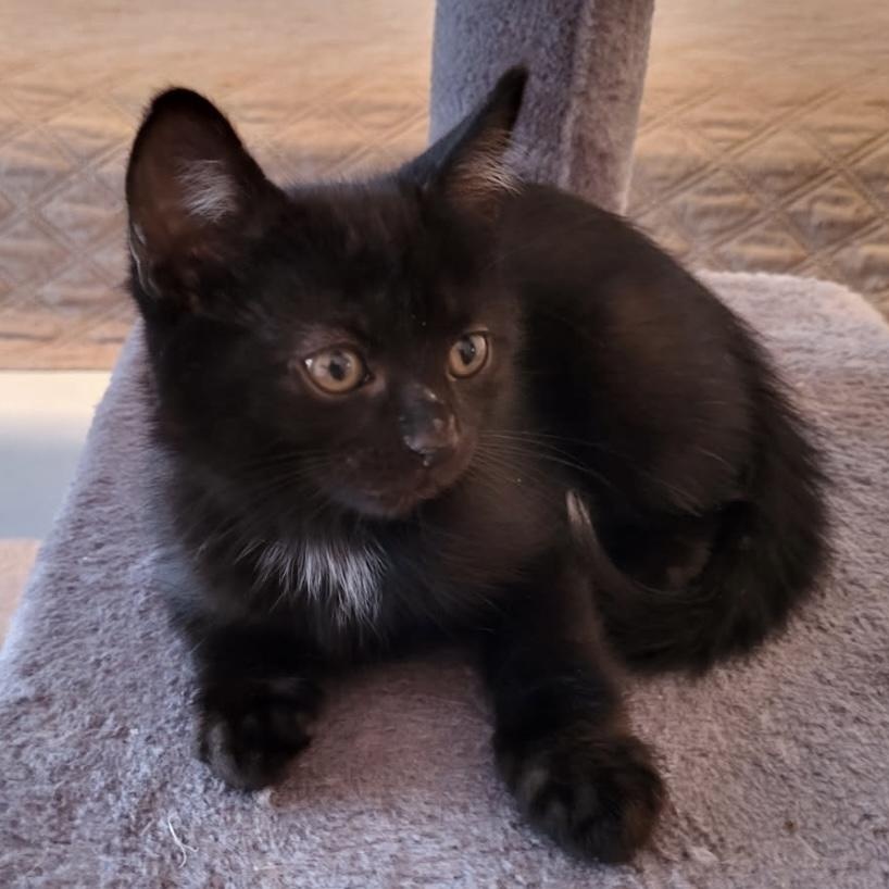 Pinceau, an adopted Domestic Short Hair in Montreal, QC image 2/3