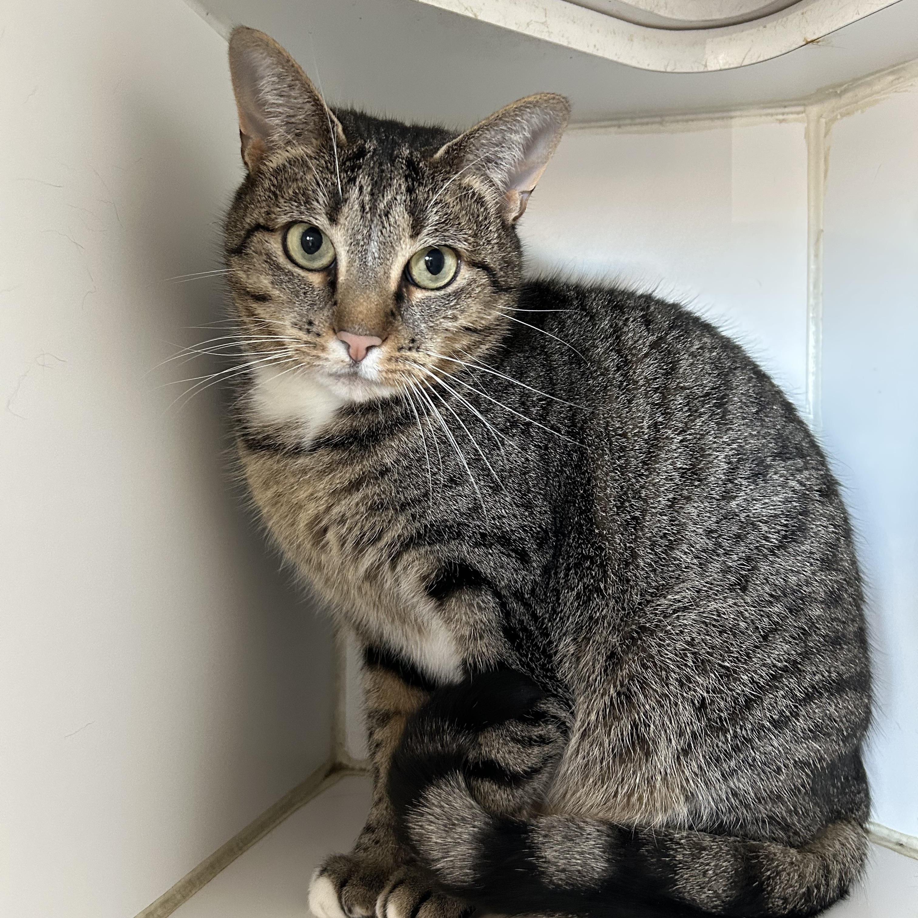 Lady Jane & Mittens (Bonded), Adult Female Domestic Short Hair
