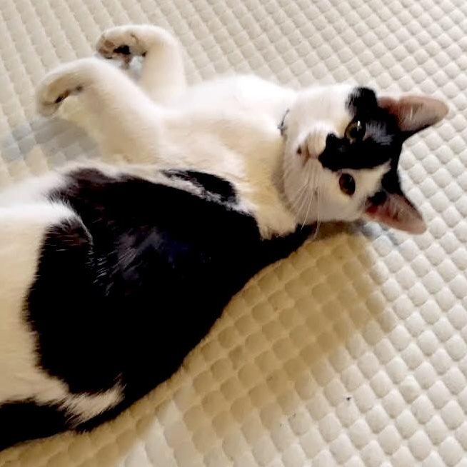 Enlarge SIR PURRSALOT, an adopted mixed breed in Columbus, OH image 3/6