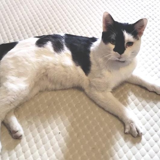 Enlarge SIR PURRSALOT, an adopted mixed breed in Columbus, OH image 2/6