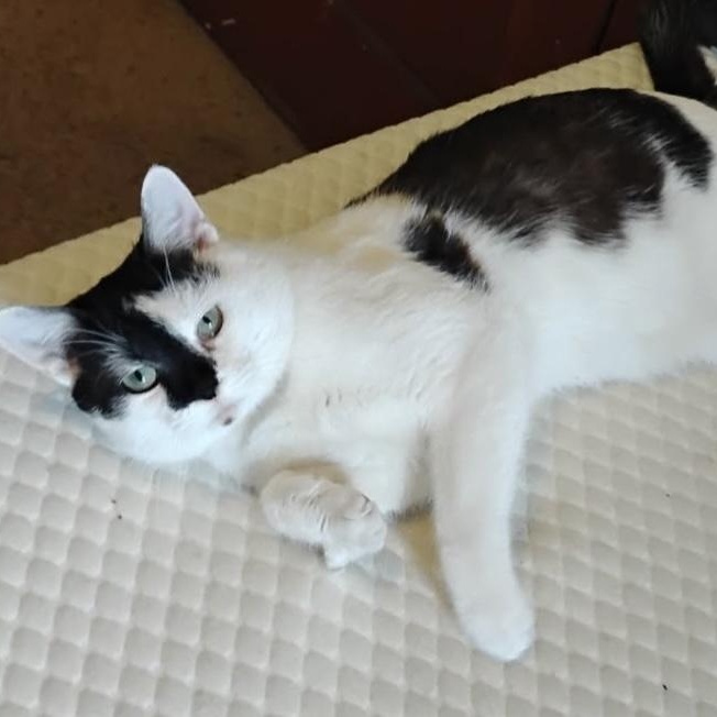 Enlarge SIR PURRSALOT, an adopted mixed breed in Columbus, OH image 1/6