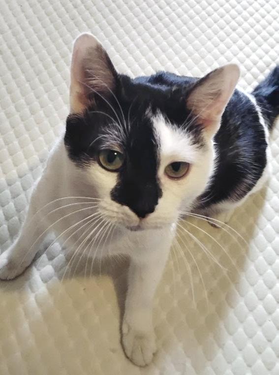 Enlarge SIR PURRSALOT, an adopted mixed breed in Columbus, OH image 5/6