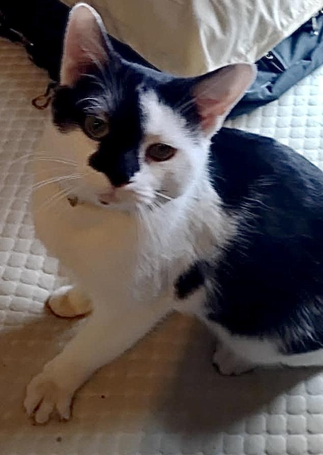 Enlarge SIR PURRSALOT, an adopted mixed breed in Columbus, OH image 6/6