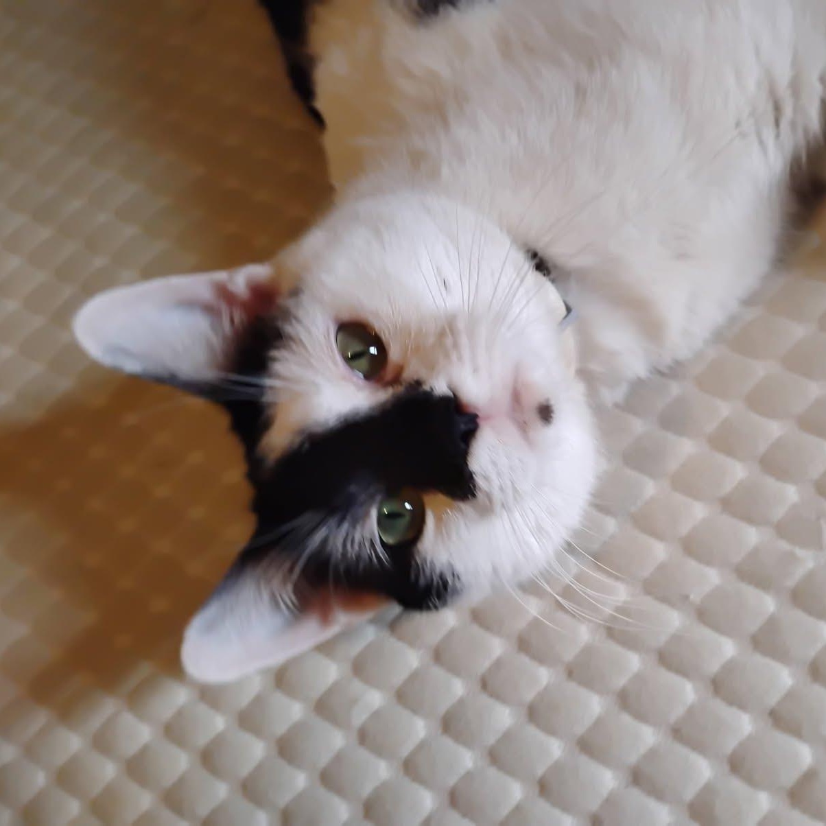 Enlarge SIR PURRSALOT, an adopted mixed breed in Columbus, OH image 4/6