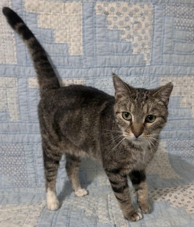 Enlarge Merlin, a Adoptable Domestic Short Hair in Clarksville, TN image 1/4