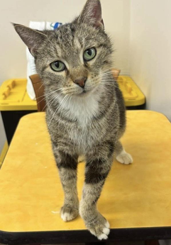 Enlarge Merlin, a Adoptable Domestic Short Hair in Clarksville, TN image 2/4