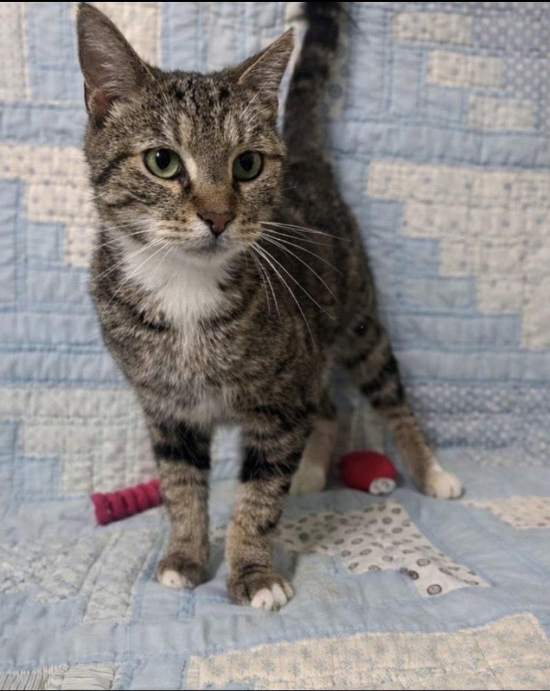 Enlarge Merlin, a Adoptable Domestic Short Hair in Clarksville, TN image 3/4
