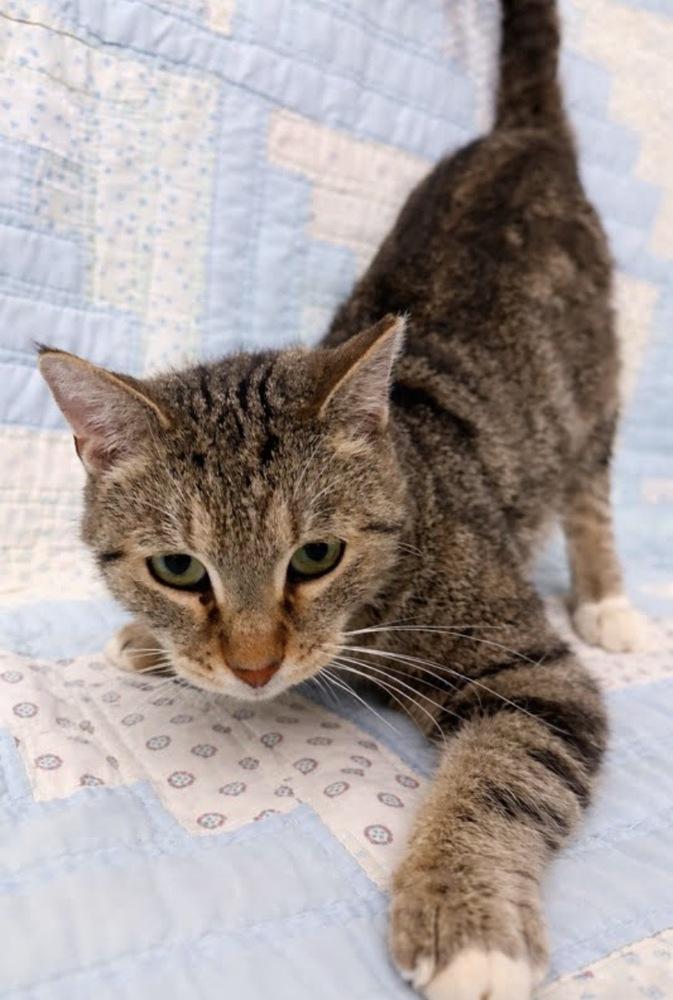 Enlarge Merlin, a Adoptable Domestic Short Hair in Clarksville, TN image 4/4