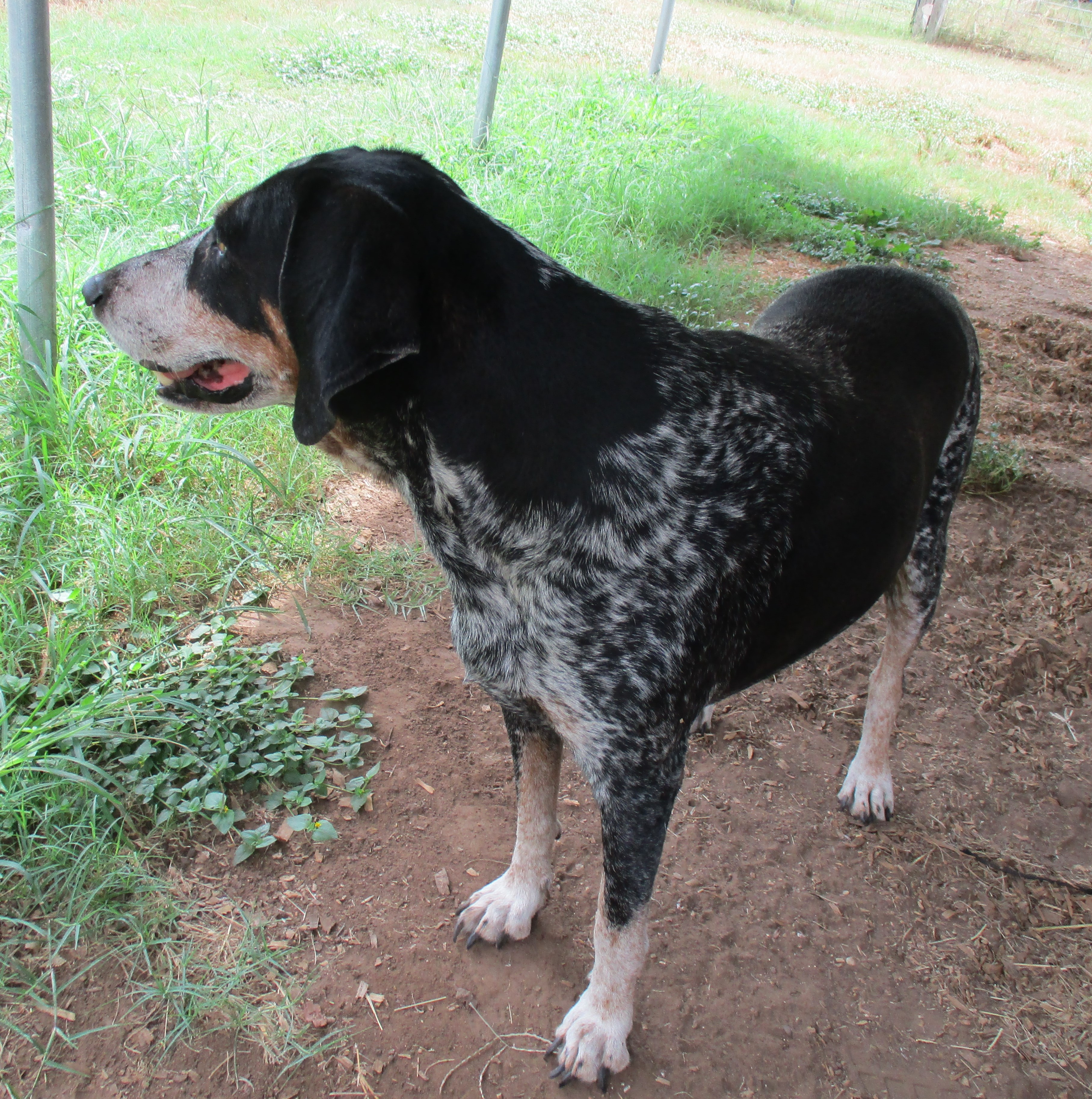 Enlarge Lilly, a Adoptable Bluetick Coonhound in Seguin, TX image 5/5